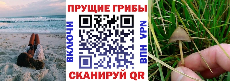 Псилоцибиновые грибы Psilocybine cubensis  Михайлов 